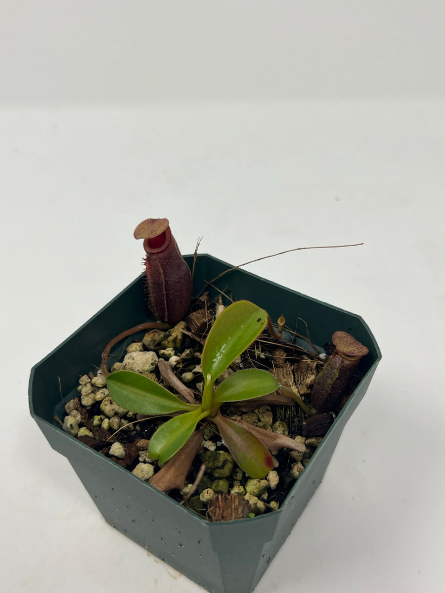 Nepenthes Rajah x Lowii BE-4502