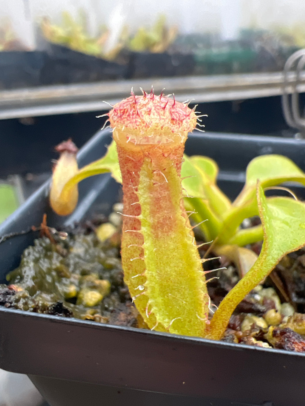 Nepenthes Pulchra X Truncata?