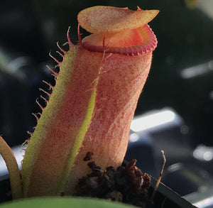 Nepenthes Ventricosa X Villosa PTE-031