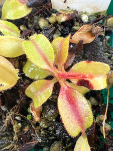 Nepenthes Truncata “Titanic Tyrant” X Peltata PTE-036 ISC