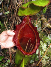 Load image into Gallery viewer, Nepenthes Rajah x Lowii BE-4502
