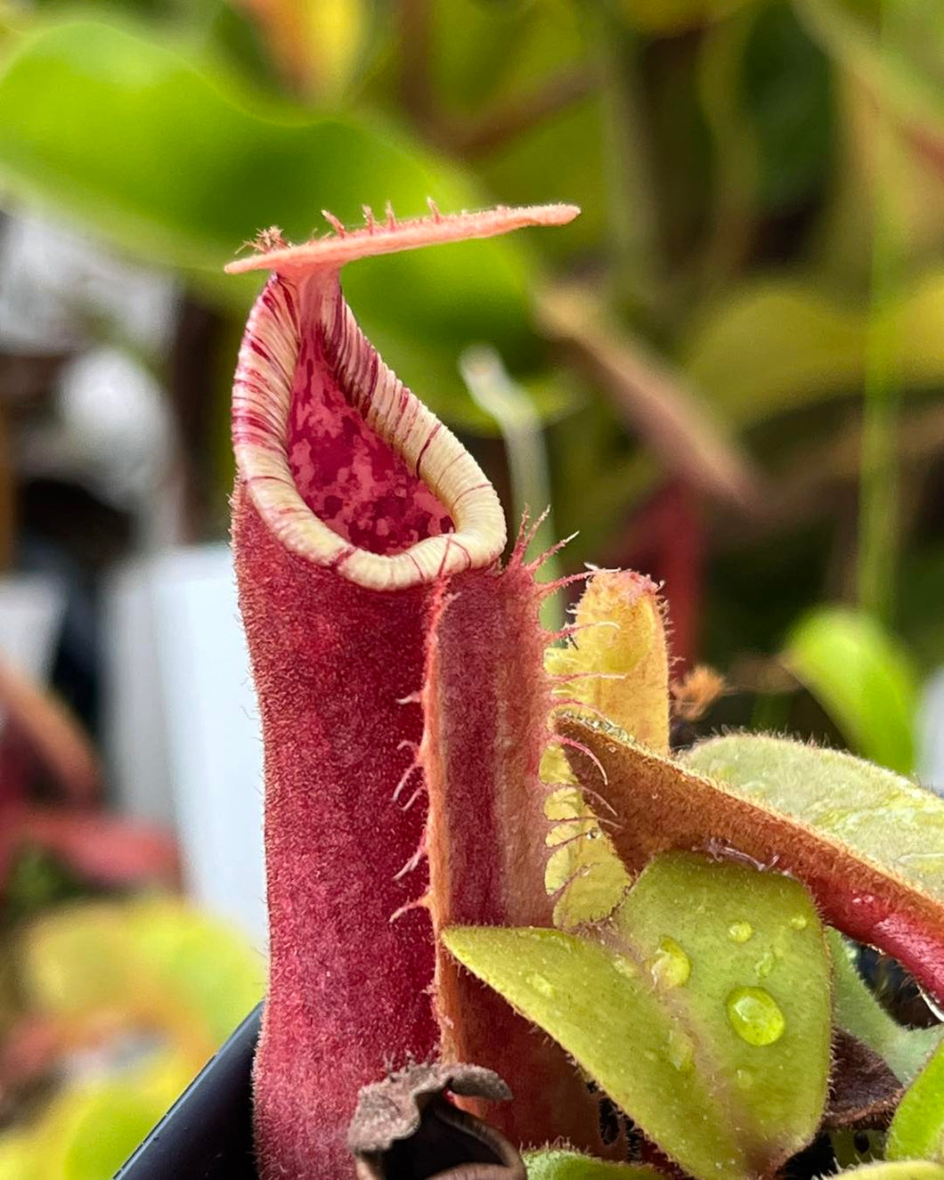 Nepenthes Truncata HL PTE-017