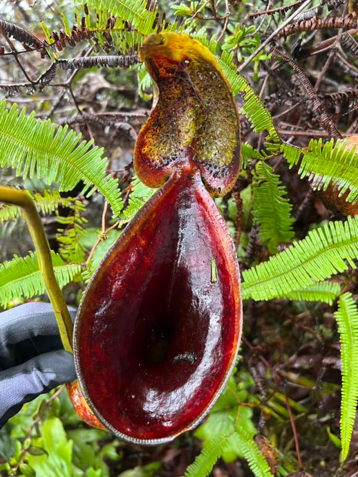 Mature pitcher from N. Lowii Trusmadi form