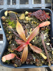 Nepenthes spec Anipahan PTE-034