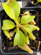 Load image into Gallery viewer, Nepenthes Truncata HL PTE-023
