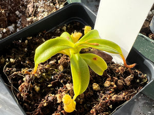 Nepenthes Ventricosa X Edwardsiana PTE-026