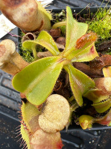 Nepenthes Veitchii K X (Lowii X Veitchii EP)