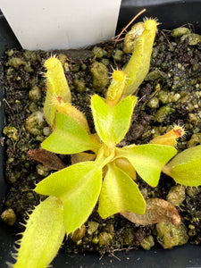 Nepenthes Truncata Mt. Kitanglad PTE-024