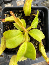 Load image into Gallery viewer, Nepenthes Truncata Mt. Kitanglad PTE-024
