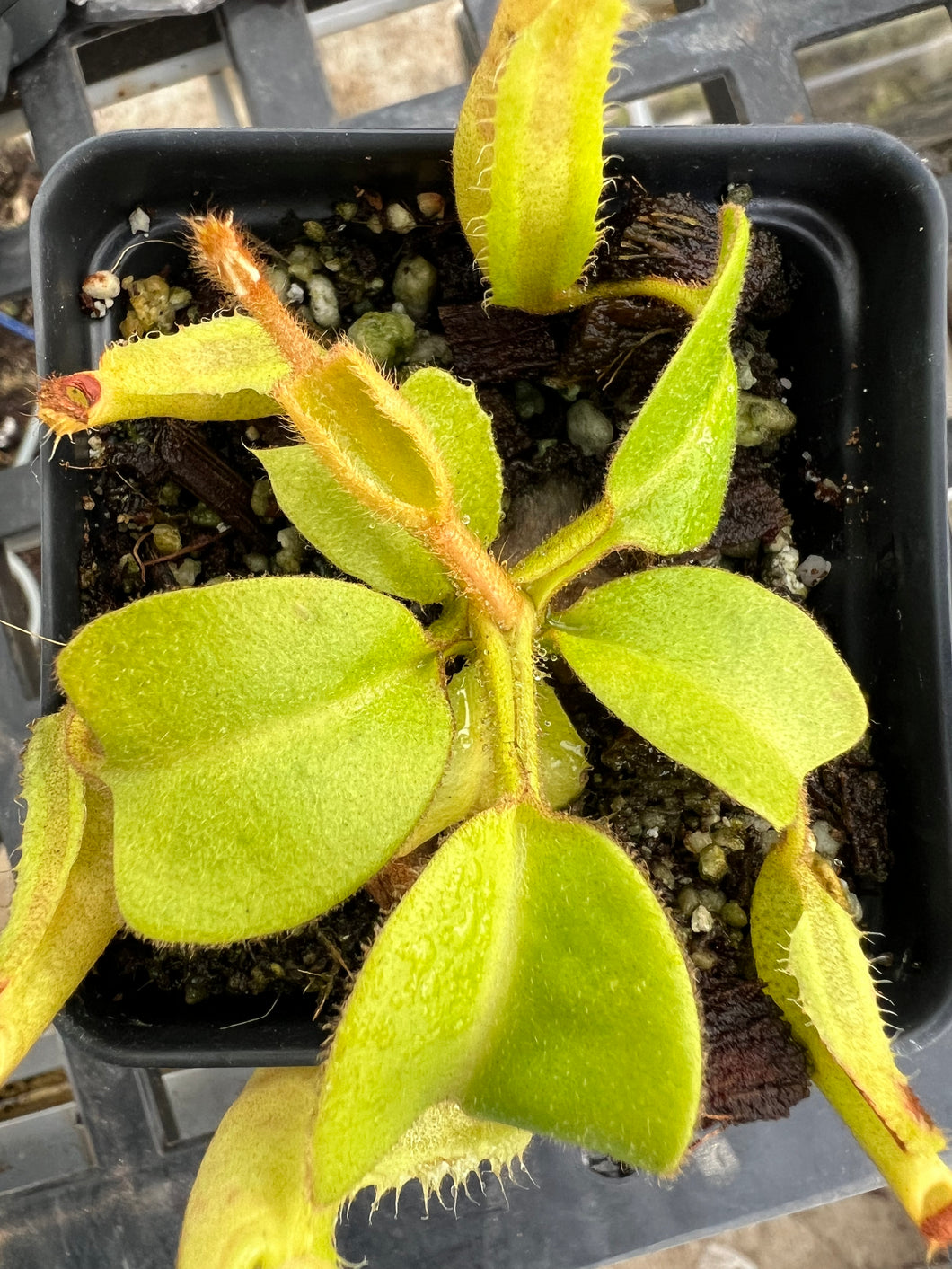 Nepenthes Truncata Mt. Kitanglad PTE-024