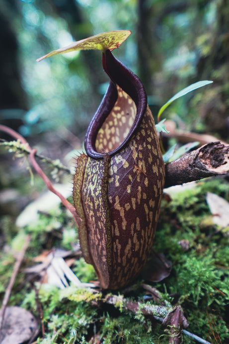 Mature lower pitcher from Nepenthes Sericea