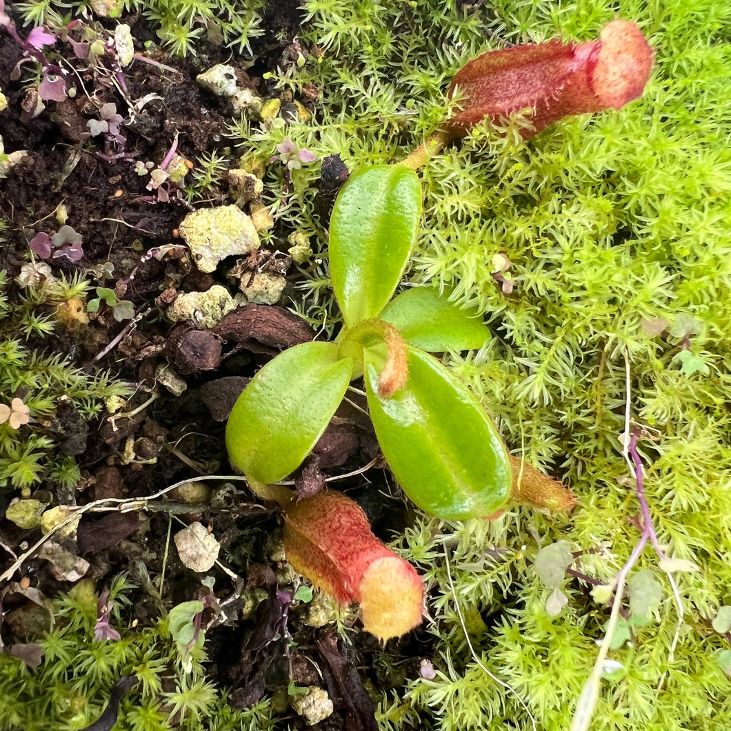 Nepenthes Edwardsiana Tambuyukon PTE-019 – Plants That Eat