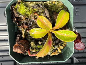 Nepenthes Rajah x Lowii BE-4502