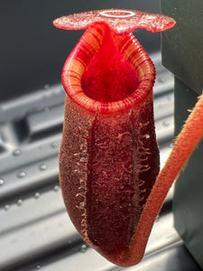 Nepenthes Rajah x Lowii BE-4502