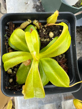 Load image into Gallery viewer, Nepenthes Ventricosa X Villosa PTE-031
