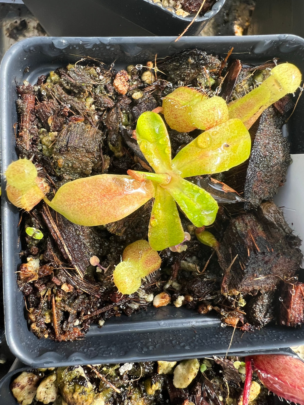 Nepenthes Ventricosa X Villosa PTE-031