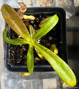 Nepenthes Sericea PTE-028