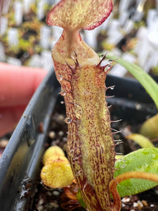 Nepenthes Sericea PTE-028