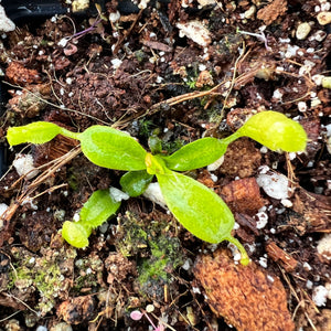 Nepenthes Villosa Tambuyukon PTE-040