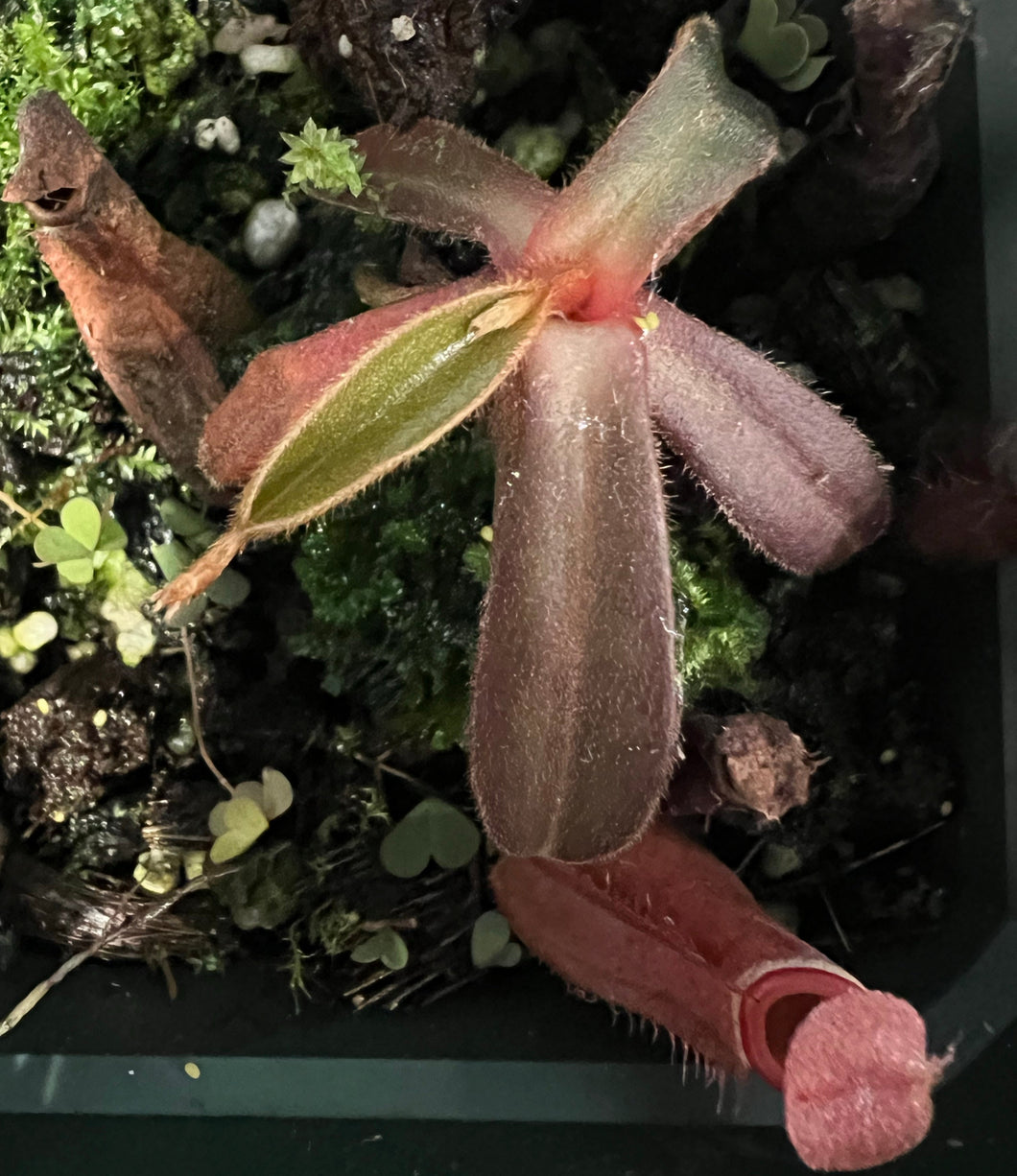 Nepenthes Albomarginata red Gunung Jerai PTE-046 ISC