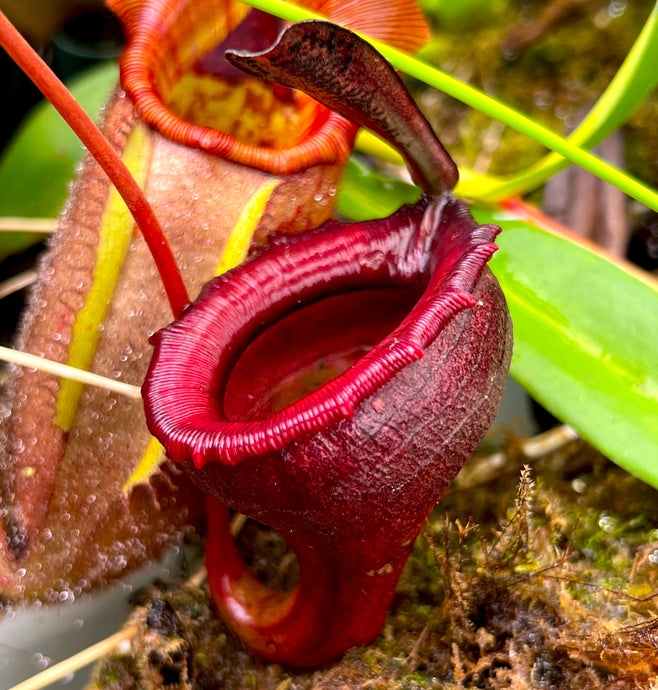 Mature pitcher of N. Jamban