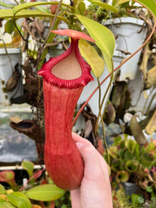 Nepenthes Ventricosa X Edwardsiana PTE-026