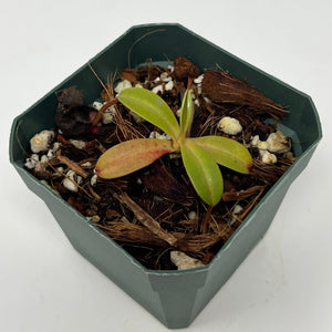 Nepenthes Villosa X Hamata BE-4099