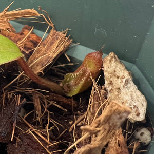 Nepenthes Villosa X Hamata BE-4099