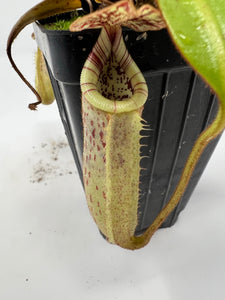 Nepenthes Burbidgeae Mt. Tambuyukon seedgrown CK