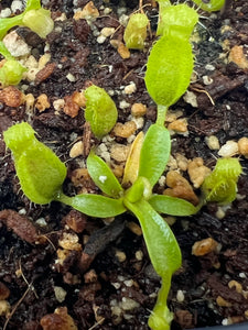 Nepenthes Spathulata X Undulatifloria ISC