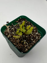 Load image into Gallery viewer, Nepenthes Truncata HL PTE-023
