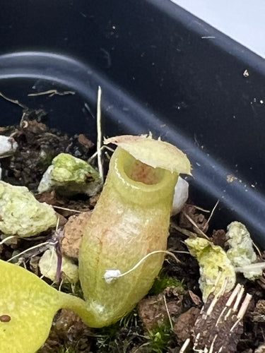 N. Rajah baby pitcher