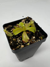 Load image into Gallery viewer, Nepenthes Truncata Titan X (Lowii X Truncata giant) PTE-020

