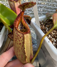 Load image into Gallery viewer, Photo of mature pitcher from N. Veitchii X Veitchii X Lowii
