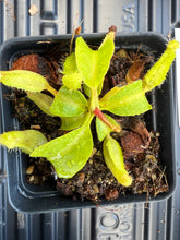 Load image into Gallery viewer, Nepenthes Truncata HL PTE-017
