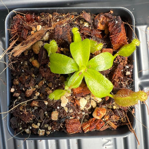 Nepenthes Villosa X (Lowii X Truncata giant) PTE-021