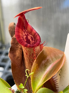 Mature pitcher from Veitchii K X Trusmadiensis 