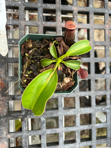 Nepenthes Rajah x Lowii BE-4502 – Plants That Eat