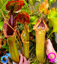 Load image into Gallery viewer, Nepenthes Truncata Titan X (Lowii X Truncata giant) PTE-020
