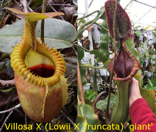 Load image into Gallery viewer, Nepenthes Villosa X (Lowii X Truncata giant) PTE-021
