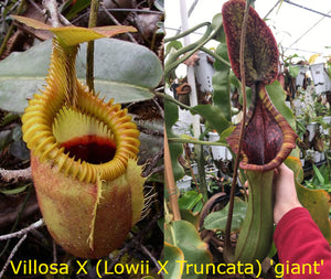 Nepenthes Villosa X (Lowii X Truncata giant) PTE-021