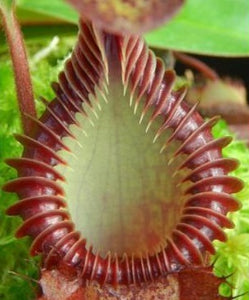 Nepenthes Villosa X Hamata BE-4099